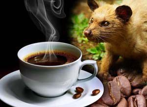 Bali Coffee Agrotourism