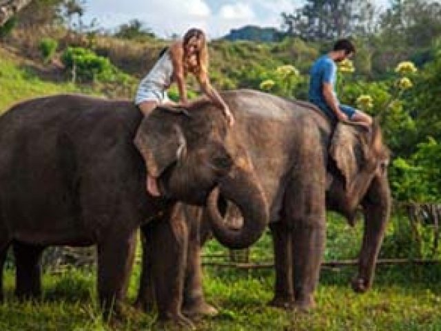 Elephant Expedition Activity
