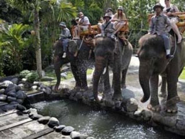 Elephant Feeding Interaction