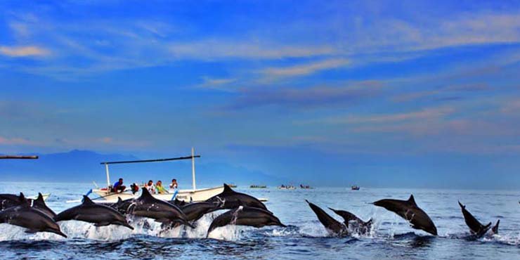 Lovina Dolphin Sunrise