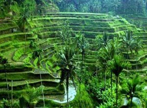 Tegalalang Rice Terrace
