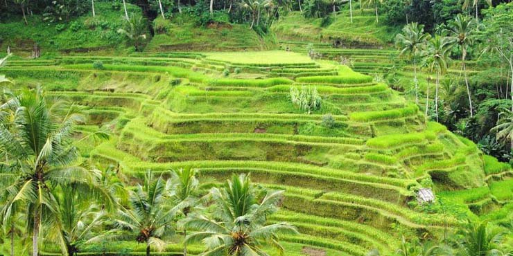 Ubud Rice Terraces